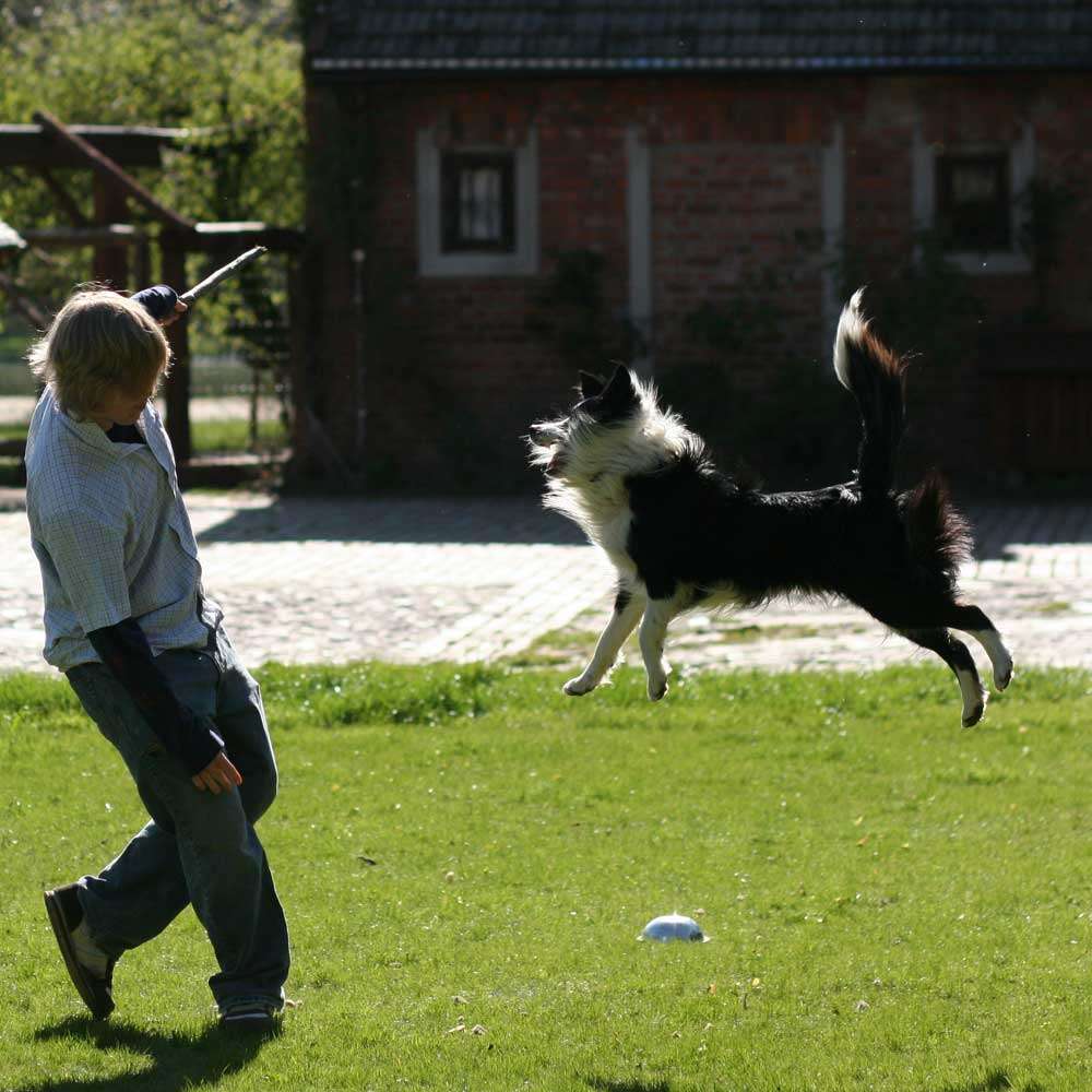 Dziecko bawiące się z psem na trawie